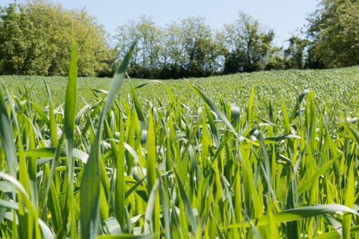 FIeld of young wheat shoot trough leaves. In the backgrounds trees are visible