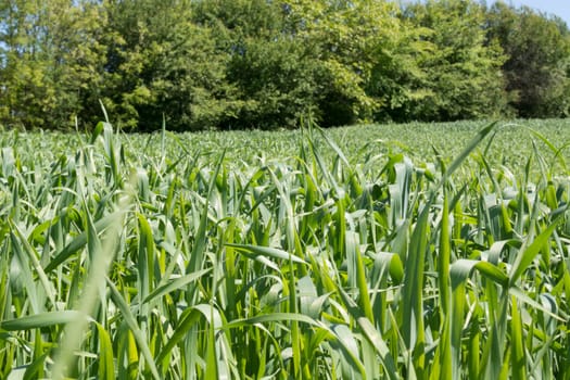 FIeld of young wheat shoot trough leaves. In the backgrounds trees are visible