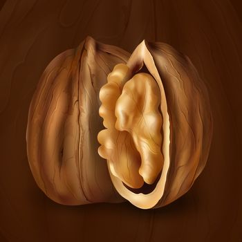 Walnut on a brown background realistic illustration.