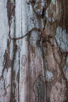 Tree bark background, texture outdoor