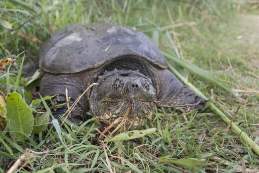 Large freshwater turtle common snapping turtle, Chelydra serpentina.