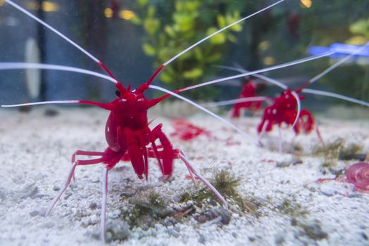 Fire, blood, scarlet, cleaner shrimp, Lysmata debelius, indigenous to the Indo-Pacific.