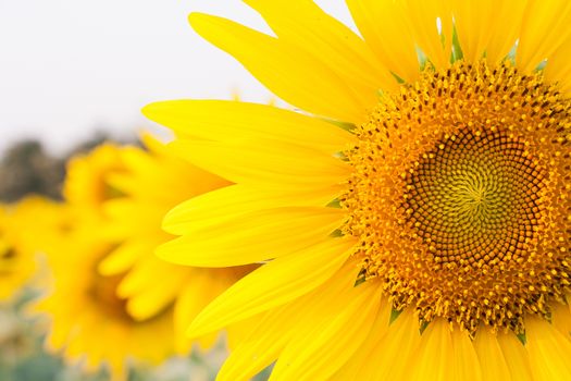 Sunflower Close up