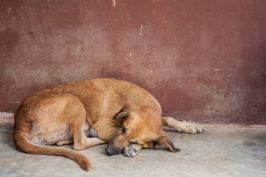 Brown dog sleeping 