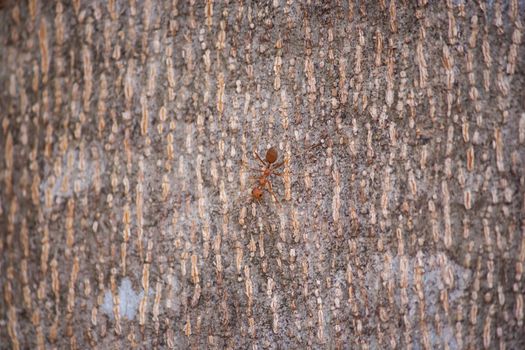 Ant on the wood skin