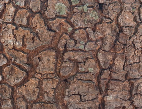 Nature Wood Skin Texture