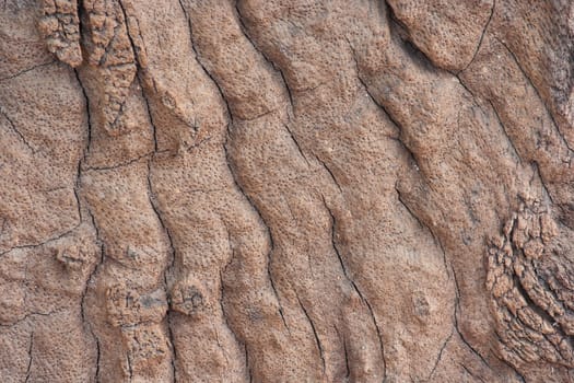 Nature Wood Skin Texture