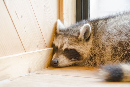 Racoon sleep in room corner