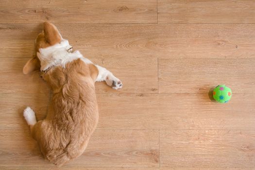 Corgi dog sleep next to green toy ball 