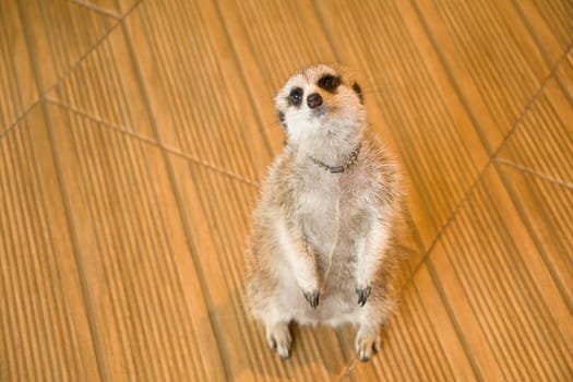 Meerkat curious on something