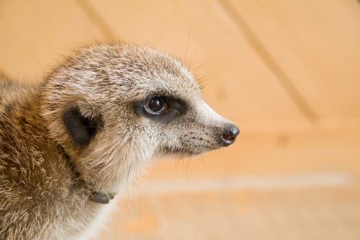 Meerkat focus on something