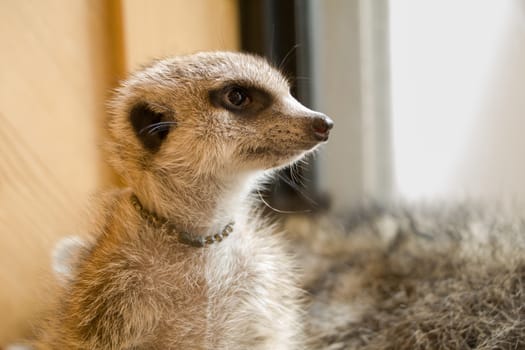 Meerkat seeing something