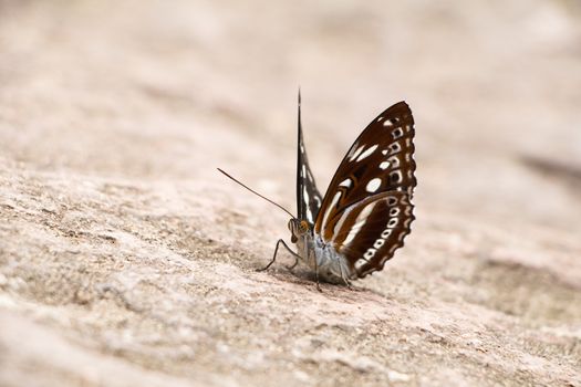 Left side Butterfly Close up on the rock 