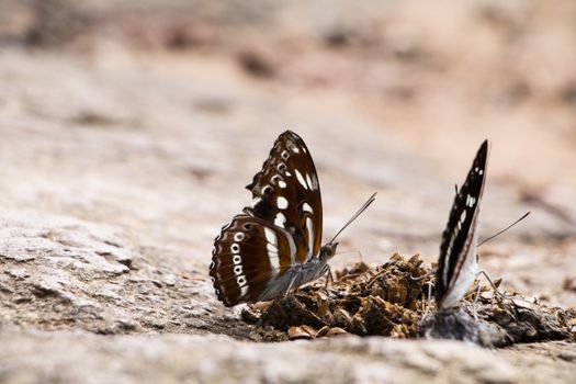 Butterflies are eating their food  