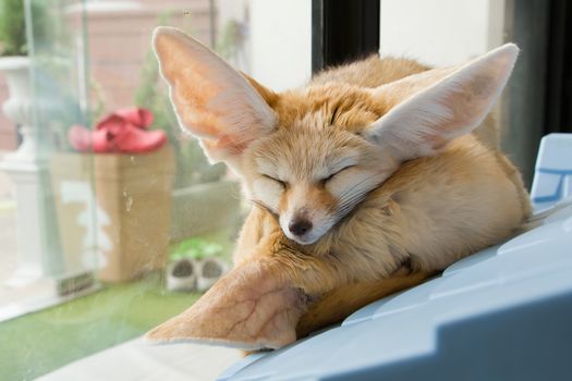 Fennec Fox sleep together in the room