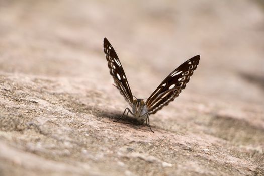 Close up Butterfly on the rock 