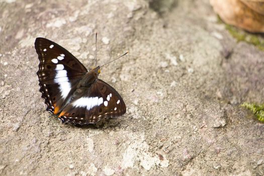 Butterfly spread those wings on the rock 