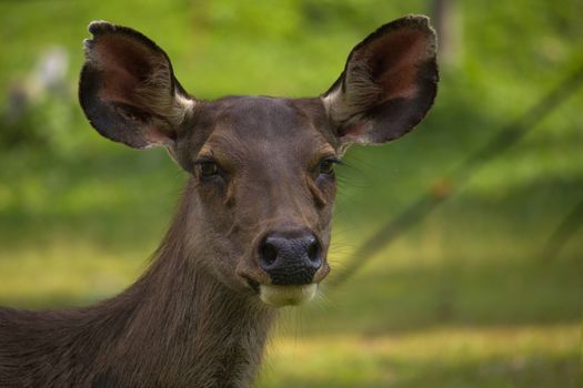 Deer looking forward on the grass field