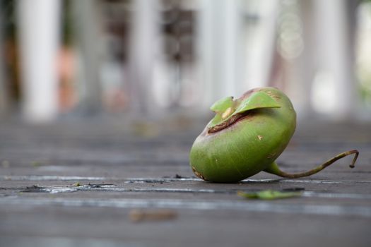 GreenCommon Fig Fall on the floor