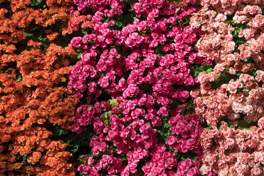 Many of Colorful Rose Collocation on the wall 