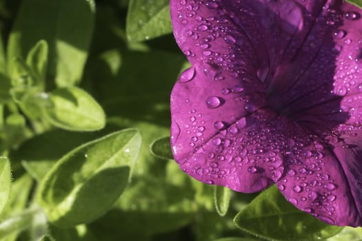 Dew Drop On Purple Pitunia Petal