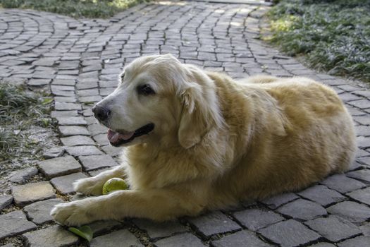 Golden Retriever Lay Down With Green Dog Ball on The Field