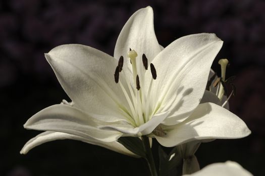 Blooming White Lilly Close Up at the Graden