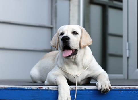 sweet yellow labrador sitting in the park