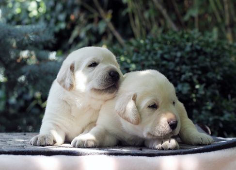 two little yellow labrador puppies sitting on pink background