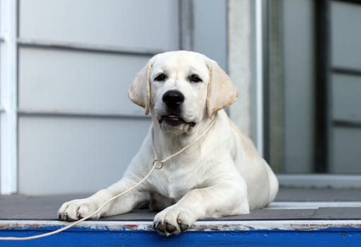 yellow labrador sitting in the park
