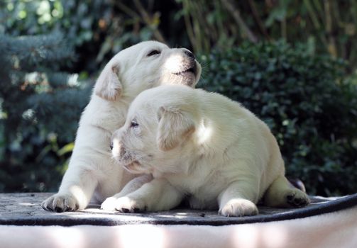 two sweet little yellow labrador puppies sitting on pink background