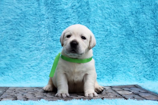 the little yellow labrador puppy sitting on blue background