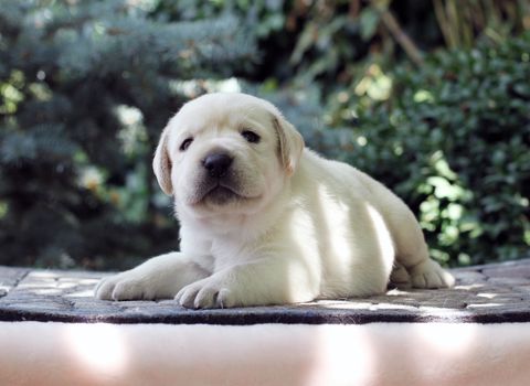 sweet little yellow labrador puppy sitting on pink background