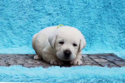 a little yellow labrador puppy sitting on blue background
