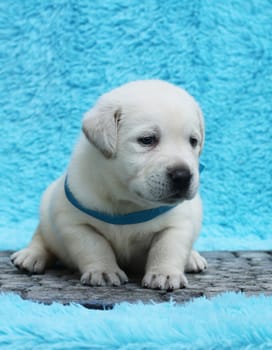 little yellow labrador puppy sitting on blue background