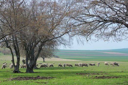 Flock of sheep in spring time in romania