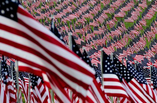 A field of American flags.