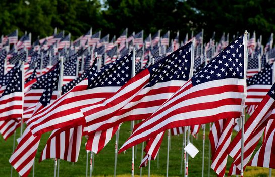 A field of American flags.