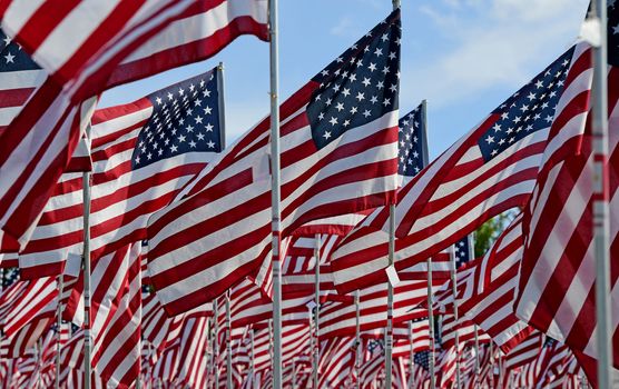 A field of American flags.