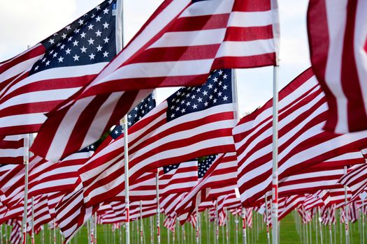 A field of American flags.