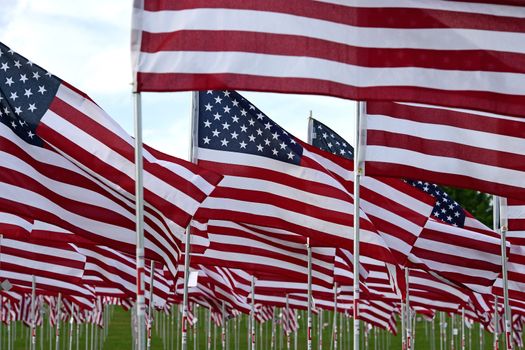 A field of American flags.