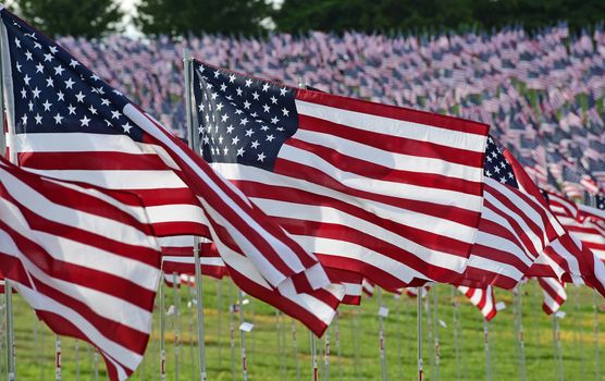 A field of American flags.