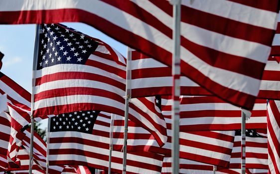 A field of American flags.