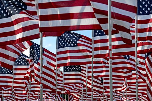 A field of American flags.