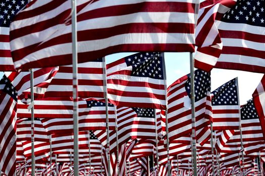 A field of American flags.