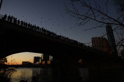 Bats flying by the Congress Street Bridge in Austin, Texas.