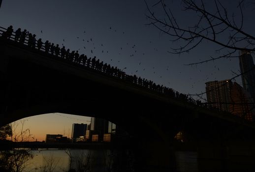 Bats flying by the Congress Street Bridge in Austin, Texas.