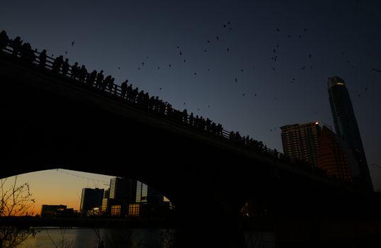 Austin, Texas bats flying by the Congress Street Bridge.