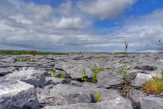 Limestone Field in the Burren, Ireland.