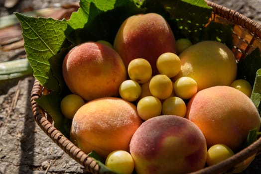 Juicy peaches and cherry plums lie in a wooden basket under the rays of sunset